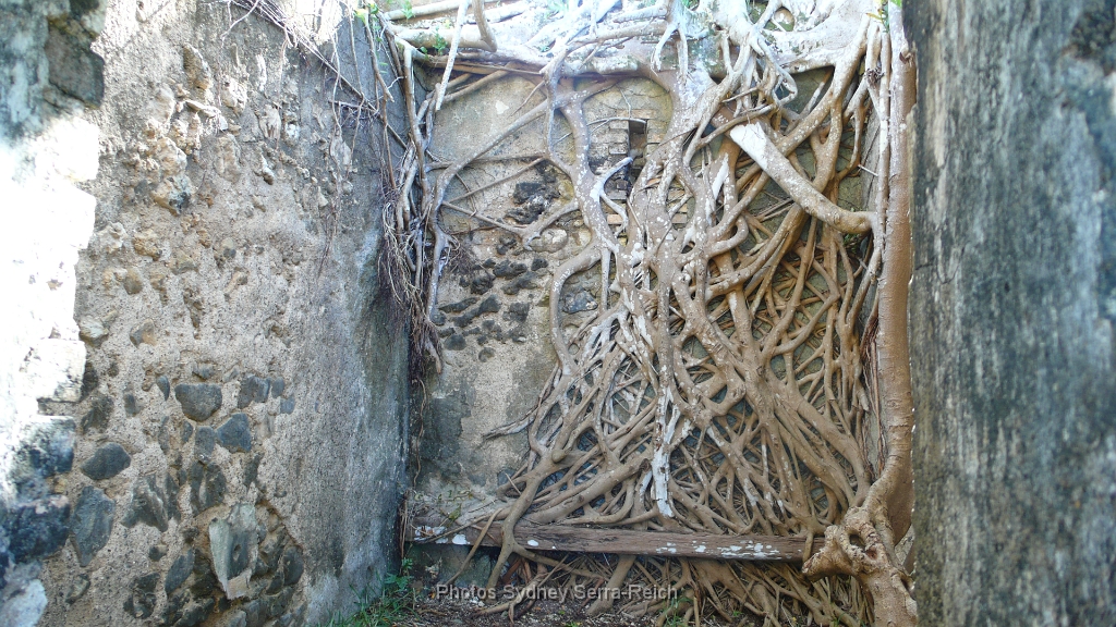 a Plum  les racines du banian.JPG - A Plum, les racines du banian. Août 2014